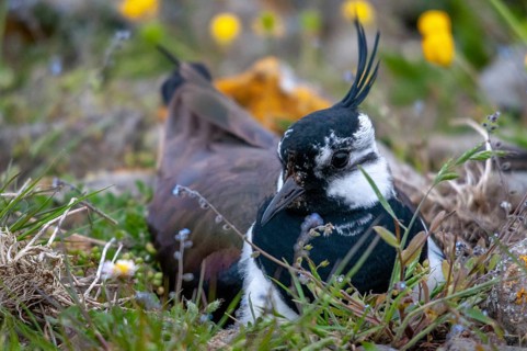 Lapwing, Sweden, Vanellus vanellus, birds, breed, brood, charadriiformes, limikolen, plovers,