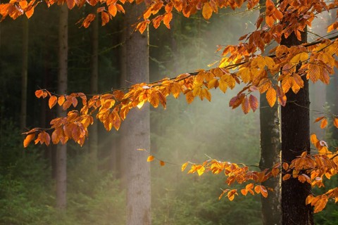 Germany, Greiz, Pöllwitzer Wald, Thuringia, autumn, tree, trees, autumn, tree, forest, wood