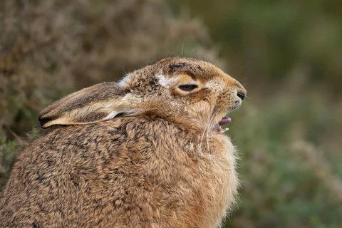 European brown hare (Lepus europaeus) adult sleepy animal yawning in grassland, England, United