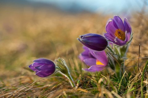 Spring cowbell, common cowbell, buttercup family, cowbell, purple cowbell, spring
