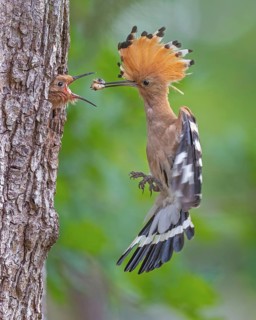Hoopoe (Upupa epops) – Bird of the Year 2022, male with food, prey, foraging, food for the chicks,