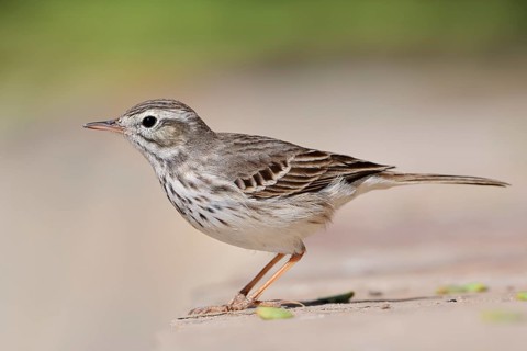 Canary Island Pipit (Anthus berthelotii), Fuerteventura, Canary Islands, Spain