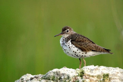 Animals, birds, bird, woodpecker, plover, spotted sandpiper (Actitis macularia), Michigan, USA,