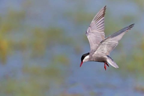 White-bearded Tern, (Chlidonias hybridus, Chlidonias hybrida, family of terns, flight, biotope,