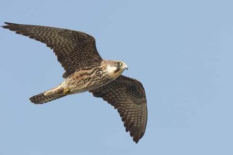 Animals, birds, falcons, Eleonora's falcon, aerial photograph, male of the light morph in flight