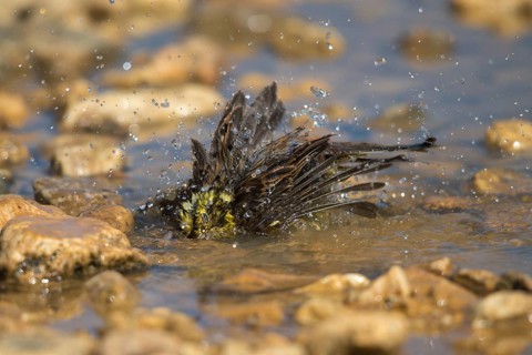 Emberiza Citrinella, Yellowhammer, Yellowhammer, Bath, Bird Bath, Birds, Passeri, Songbirds,