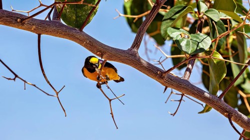 A small bird perches on a branch beneath a clear blue sky: the purple-throated organist in the