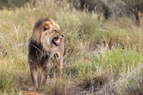 Lion (Panthera leo). Black-maned Kalahari male doing the flehmen response. Kalahari Desert,