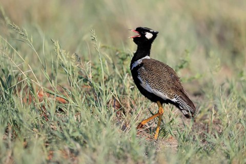 White-winged Bustard (Afrotis afraoides), adult, male, calling, courtship display, Mokala National