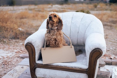 A cheerful dog perches on a vintage couch, holding a bag in its mouth. The setting features an