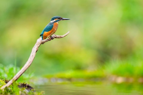Common kingfisher (Alcedo atthis) sitting on an old wooden branch in late summer, wildife, Bavaria,