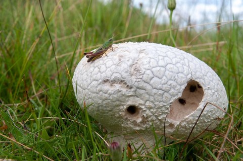 Outcut dust fungus, bovistella utriformis, eggshell bovist, common bovist, common dust, paneled