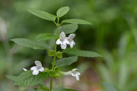 Immenblatt, Lamiaceae, Lamiaceae, Melittis Melissophyllum, Bastard Balm, Flora, Plants, Plants