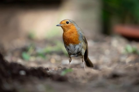European robin (Erithacus rubecula) adult garden bird on soil, England, United Kingdom