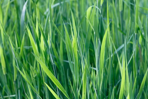 Tall green blades of grass (Gramen), in the evening light, North Rhine-Westphalia, Germany
