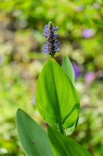 Heart-leaved water-hyssop (Pontederia cordata), Netherlands