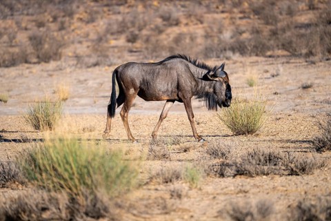Blue wildebeest (Connochaetes taurinus) in the dry Nossob riverbed, Kalahari Desert, Kgalagadi