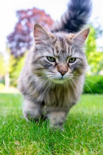 Siberian cat, pedigree cat running across grass in a garden, symbolic photo cat in the garden