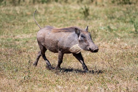 Warthog (Phacochoerus africanus) running with tail raised, Addo Elephant National Park, Eastern