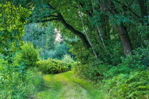Late summer landscape at the Ahlhorn fish ponds, Weg, Ahlhorn, Lower Saxony, Germany