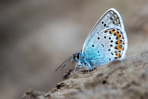 Argus blue, goatclover blue, plebeius argus, silver-studded blue, butterfly, insects, butterfly,