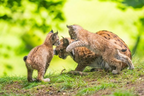 Eurasian lynx (Lynx lynx) mother with her youngsters (cubs) in a forest, Bavaria, Germany