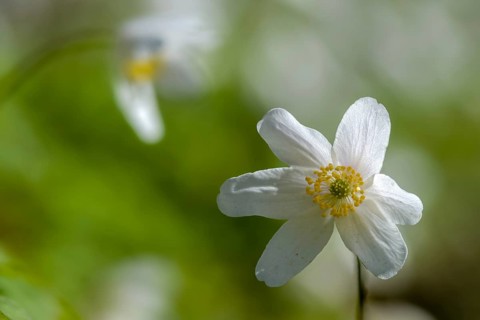 Anemone nemorosa, wood anemone, European thimbleweed, buttercup, ranunculaceae, flora, spring,