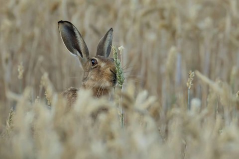 European brown hare (Lepus europaeus) adult animal feeding on a wheat sheath in a farmland field in