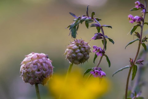 Strawberry clover, spring tooth rust, raspberry clover, odontites vernus, trifolium fragiferum,