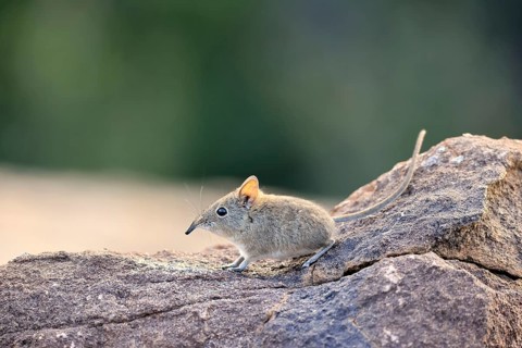 Short-eared Trunked Shrew (Macroscelides probosideus), Short-eared Elephant Shrew, Short-eared