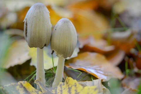 Coprinopsis atramentaria, Coprinus atramentarius, wrinkle tint, gray tintling, knot tint, fungi,