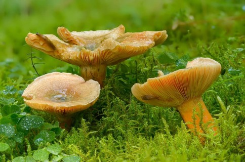 Spruce blood irritant, spruce irritant, lactarius deterrimus, coniferous forest stimulant, false