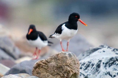 Oystercatchers, Haematopus ostralegus, Norway, oystercatcher, varanger, birds, charadriiformes,