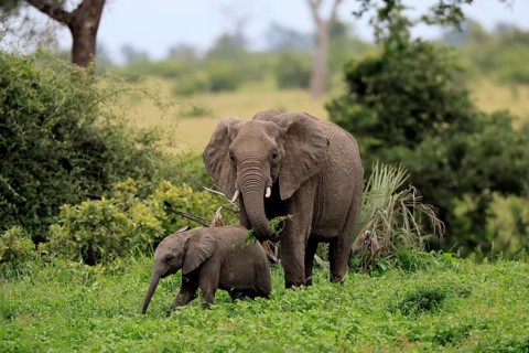 African elephant (Loxodonta africana), adult, female, calf, feeding, social behaviour, Kruger