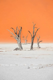 Dead camel thorn trees (Vachellia erioloba), red sand dunes, white salt pan, Dead Vlei, Sossusvlei,
