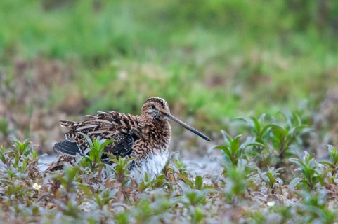 Common snipe, gallinago gallinago, snipe, bath, birds, charadriiformes, limikolen, snipe birds,