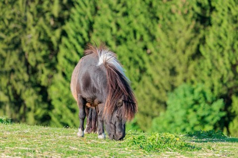 A Falabella horse grazes at the edge of a forest in a green pasture on a sunny morning. The
