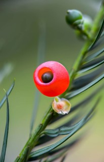 Yew, yew, European yew, seed coat, taxaceae, taxus baccata, flora, fruit, high size, vertical