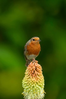 European robin (Erithacus rubecula) adult garden bird singing on a red hot poker flower in summer,