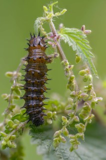 Admiral, nettle, large stinging nettle, red admiral, urtica dioica, urticaceae, Vanessa Atalanta,