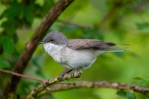 Brandenburg, Germany, rattlegrass warbler, lesser whitethroat, Nabu, national natural heritage,