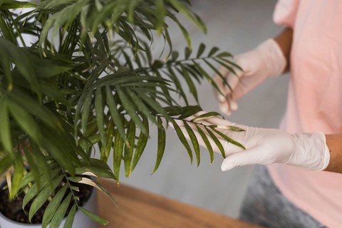 A person woman in white gloves examines a green leaf of a potted plant inside a bright room. The