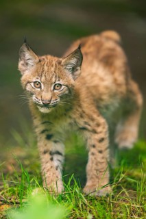 Eurasian lynx (Lynx lynx) youngsters (cub) sitting in a forest, Bavaria, Germany