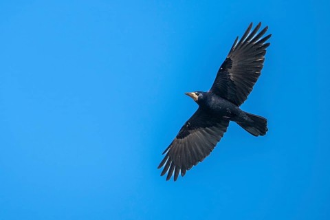 Rook (Corvus frugilegus) in flight, Dümmer, Lembruch, Lower Saxony, Germany