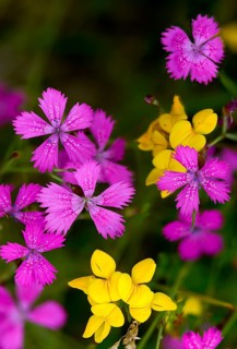 Caryophyllaceae, Dianthus deltoides, heather clove, flora, high size, portrait, lean grass, maiden