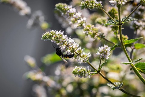 Hairy dagger wasp (Scolia hirta) on white flowers, Neunkirchen, Lower Austria, Austria