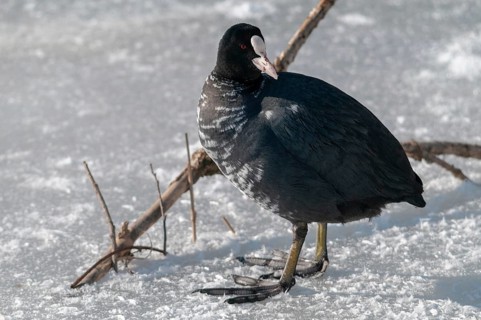 Eurasian Coot coot, fulica atra, birds, coot rail, gruiformes, cranes, leucism, rails, railings,