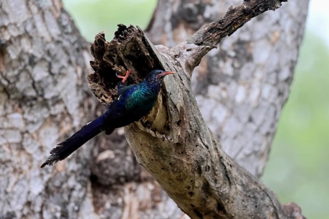 Purple-backed Woodpecker (Phoeniculus purpureus), tree-dwelling woodpecker, Kakelaar, adult, tree