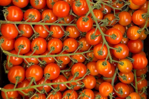 Cultivated tomatoes (Solanum lycopersicum) – vine tomatoes on display in a grocery shop, food