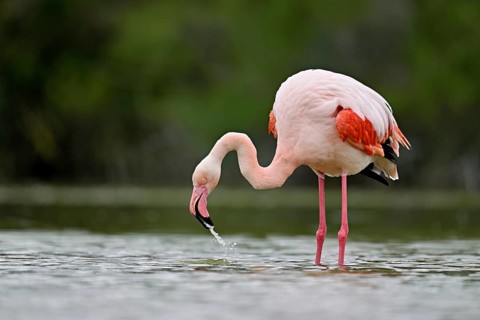 Pink flamingo (Phoenicopterus roseus), standing in the water whilst drinking, Camargue Regional